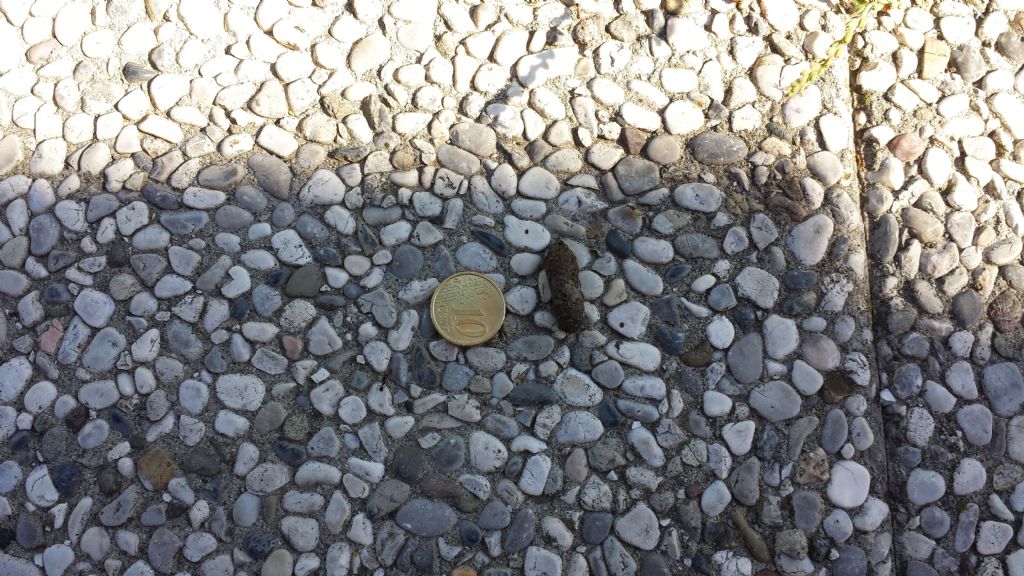 riconoscimento feci di riccio - spero !!!!